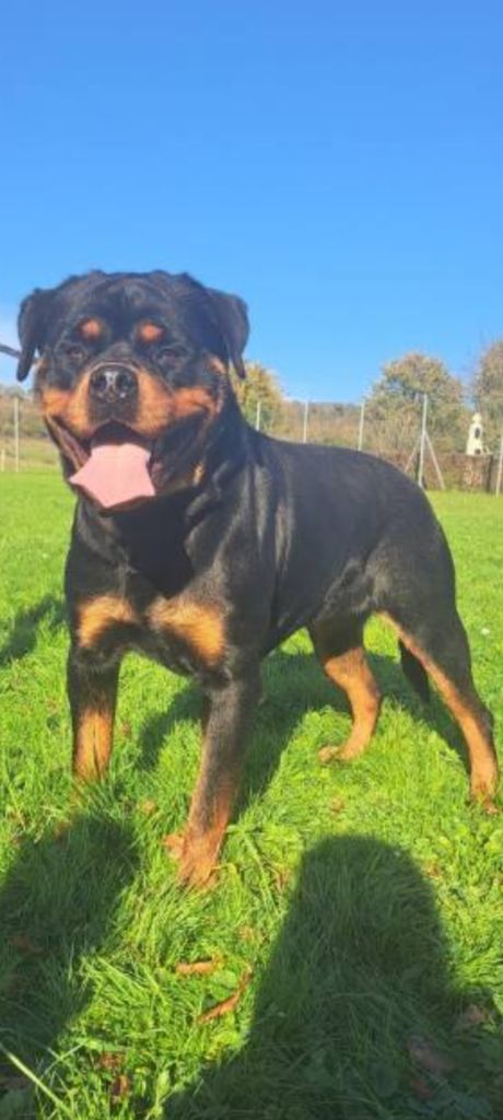 Les Rottweiler de l'affixe Des Saphirs Du Copper Canyon