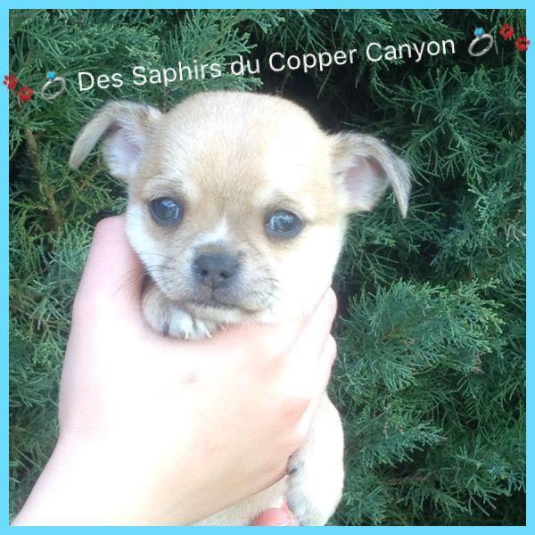 Des Saphirs Du Copper Canyon - Un bb blue fawn yeux bleux né chez nous