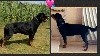  - SUPERBES BB ROTTWEILERS !!