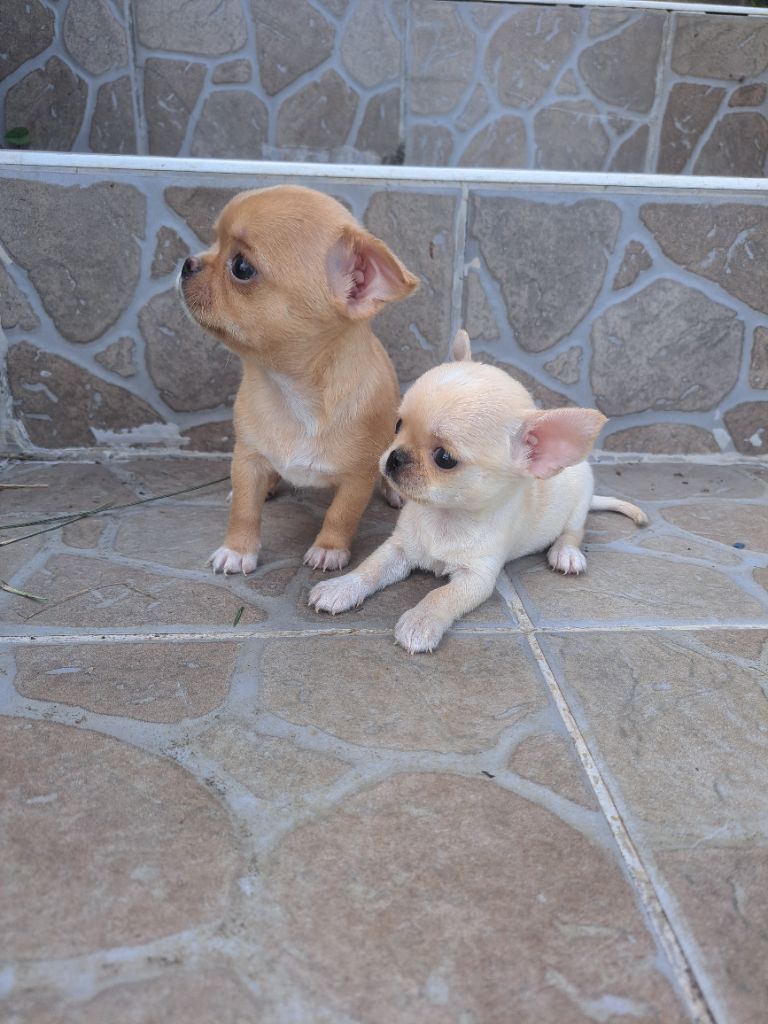 Des Saphirs Du Copper Canyon - Chiot disponible  - Chihuahua