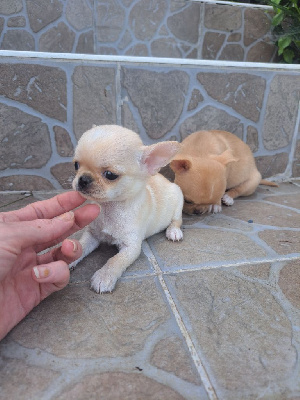 CHIOT 4 VICTOIRE 