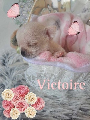 CHIOT 4 VICTOIRE 