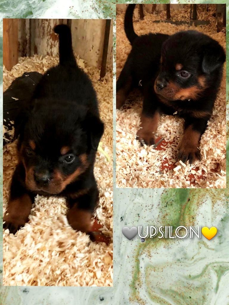 chiot Rottweiler Des Saphirs Du Copper Canyon