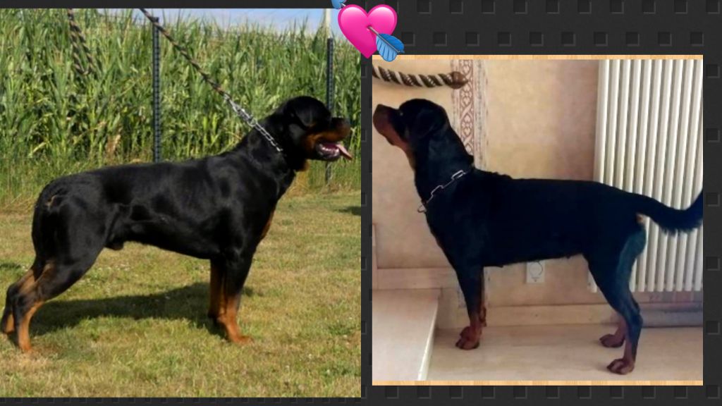 Des Saphirs Du Copper Canyon - SUPERBES BB ROTTWEILERS !!